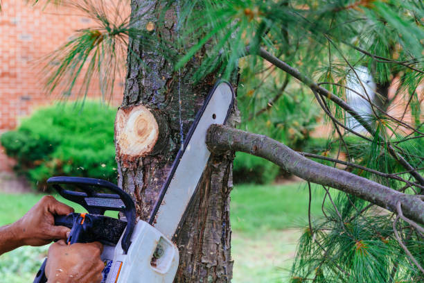 How Our Tree Care Process Works  in Leon Valley, TX